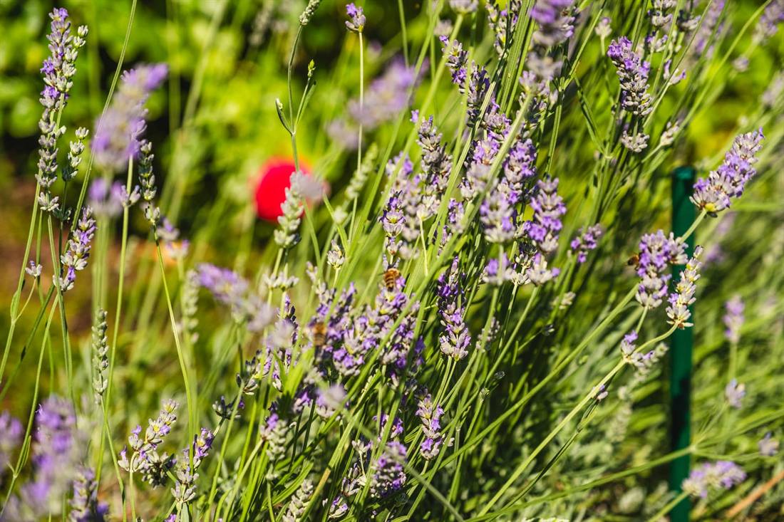 Garten Bretländer, Aufnahme 8