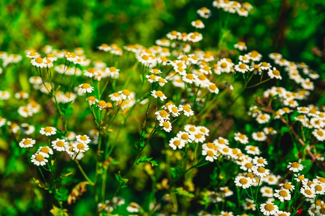 Garten Bretländer, Aufnahme 9