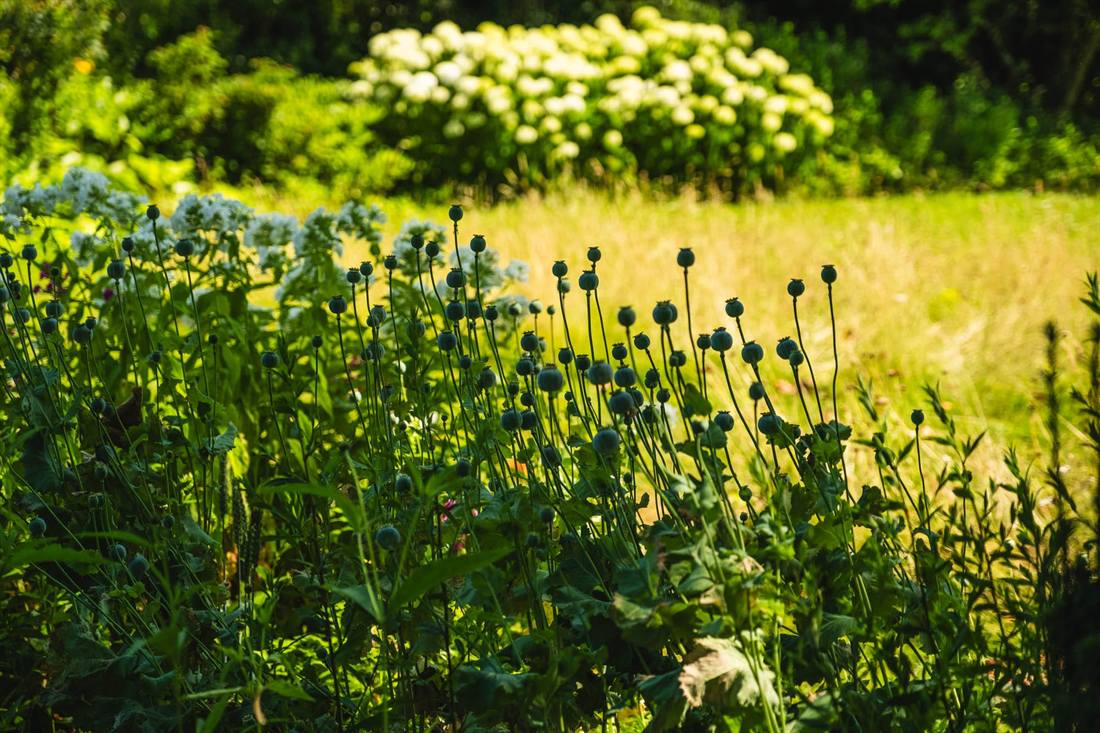 Garten Gebhard, Aufnahme 9