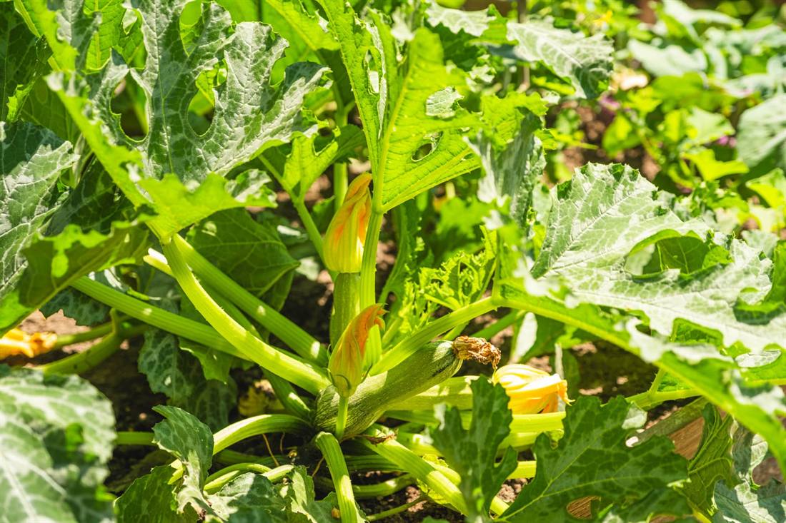 Garten Gesella und Knopp, Aufnahme 11
