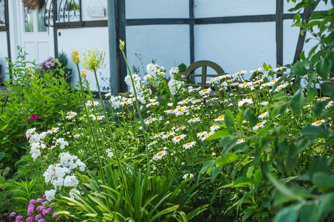 Garten Gesella und Knopp, Aufnahme 3