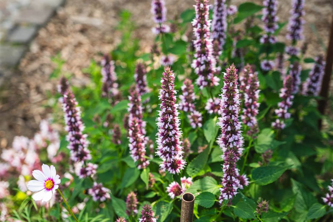 Garten Gesella und Knopp, Aufnahme 4