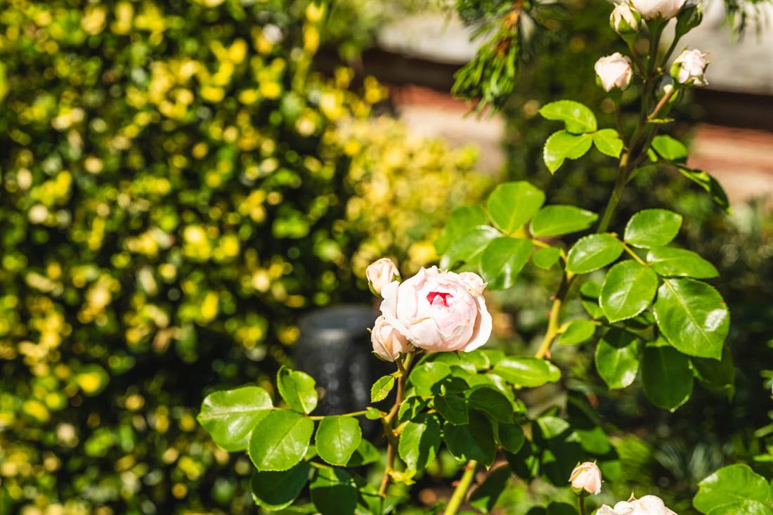 Garten Gutsch, Aufnahme 12