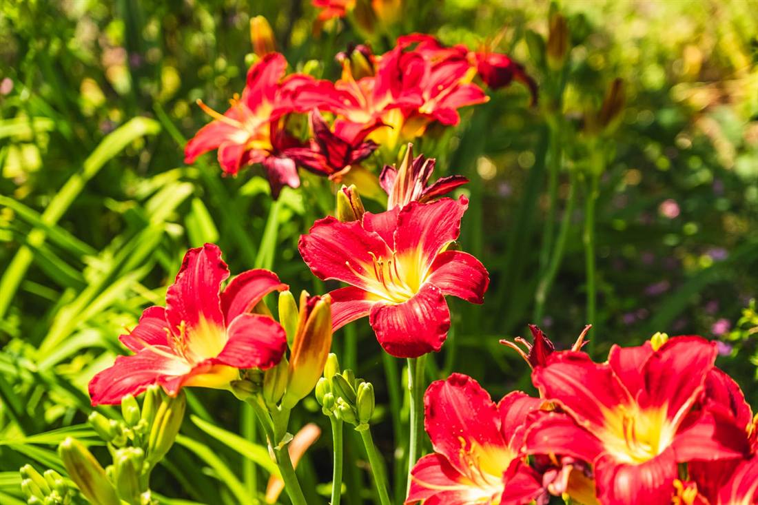 Garten Rademacher, Aufnahme 7